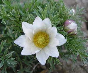 Алтан хундага